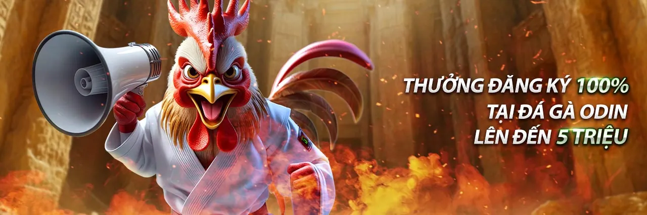 Hình ảnh gà chọi dũng mãnh trong trận đấu đá gà trực tiếp Thomo hôm nay